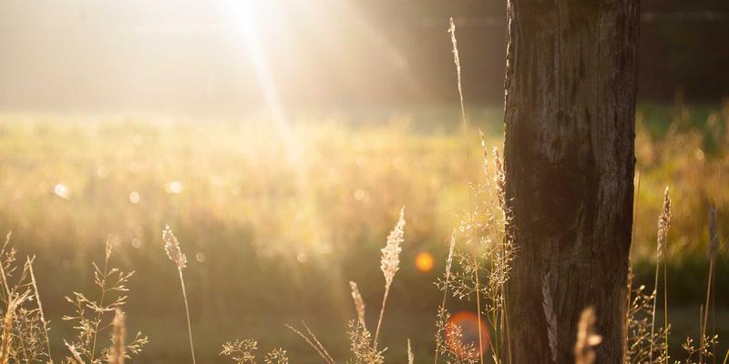 三门峡天鹅湖摄影全攻略:捕捉黄河精灵的最佳时机与技巧